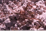 Pattes épineuses aux tibias aplatis
