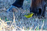 Bergeronnettes hors saison