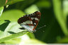 Superbe papillon noir et blanc