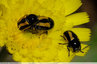 Coléoptères noirs et jaunes