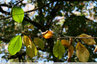 Les merisiers en feuillage d'automne