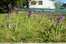 Belles taches violettes dans la pelouse