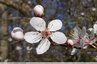 Début de floraison des Pruniers Myrobolan
