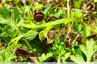 Les ophrys de Mars font la tête