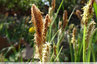 Petit Carex en floraison