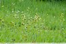 Ophrys en nombre