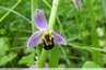 Un ophrys qui rigole