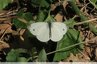 Papillon blanc à pointes sombres