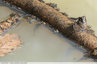 Larve de salamandre en train de flotter