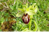 Dernier jour pour l'Ophrys de mars !